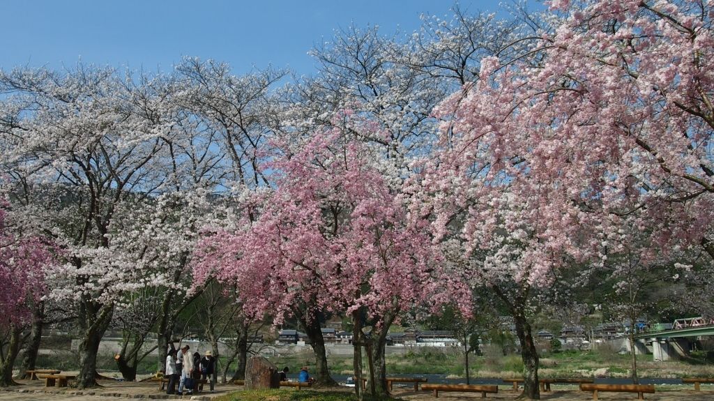 kasagiyama blossoms