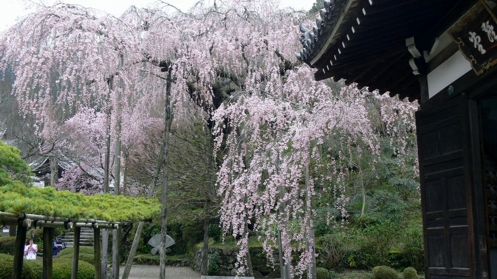 yoshimine-dera-cherry-tree