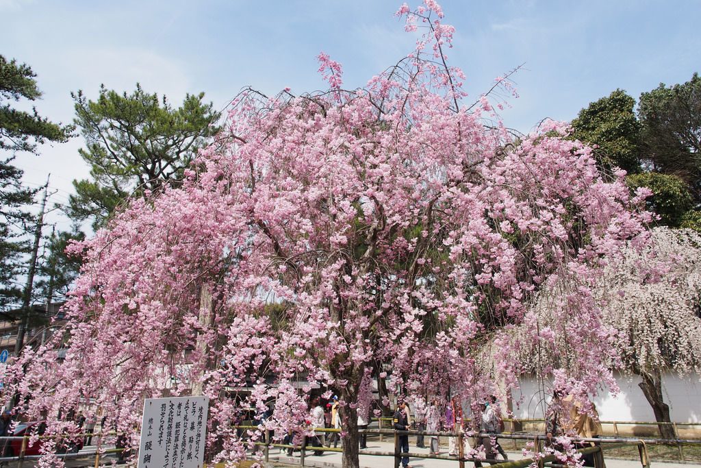 daigoji-sakura