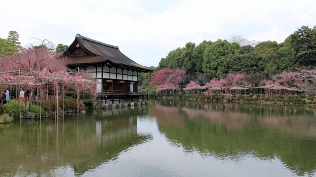 heian-jingu sakura