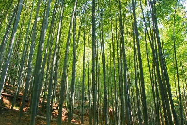 otokoyama bamboo forest