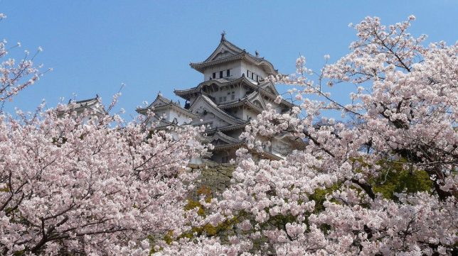 spring himeji-castle sakura