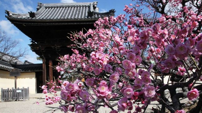 Domyo-ji Temple