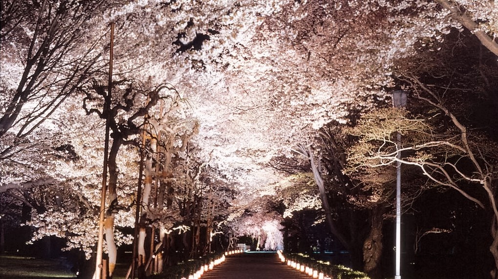 nijo-castle sakura