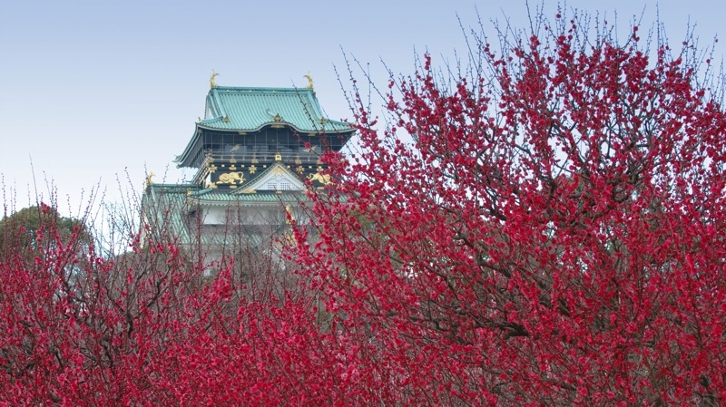 osaka-castle-plum