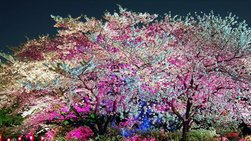 expo park sakura