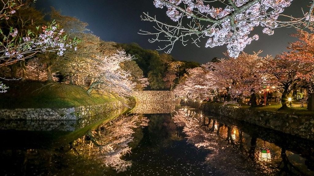 hikone sakura