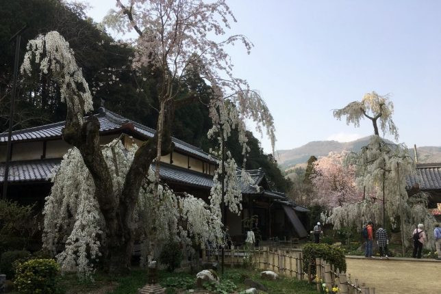 cherry tree ono-ji