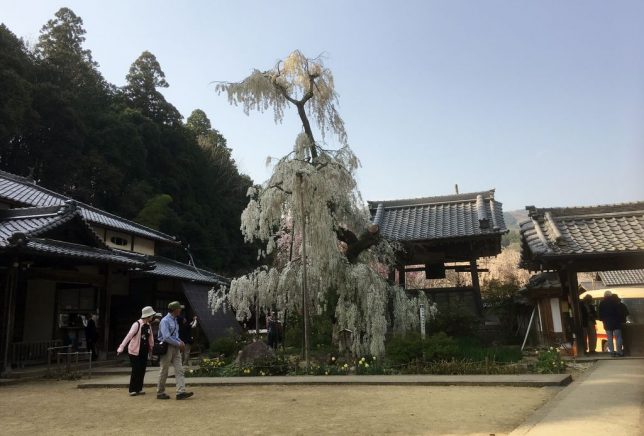  300 year old weeping cherry tree ono-ji