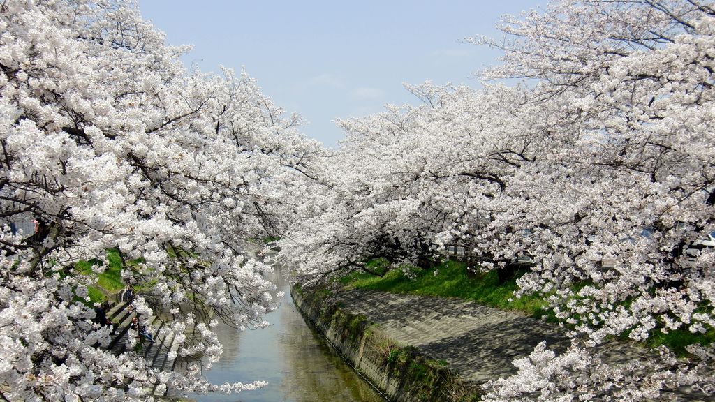 Takada Senbon Sakura (高田千本桜) / Nara | Nipponderful.com Takada Senbon Sakura (高田千本桜) / Nara | Nipponderful.com