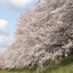 yawata sakura