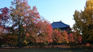 Toudai-ji in Autumnn