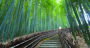 bamboo forest
