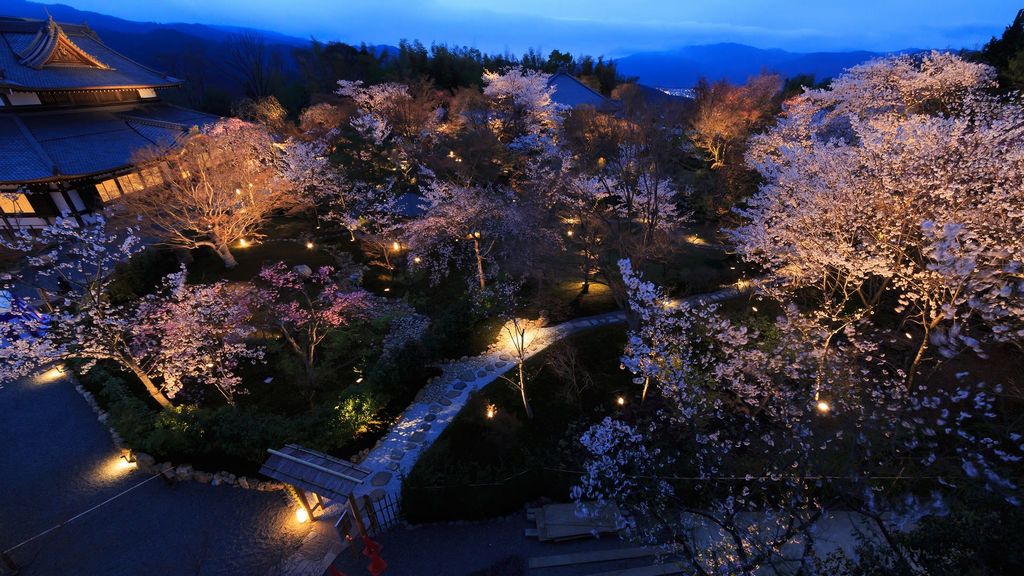 shoryu-den cherry blossom