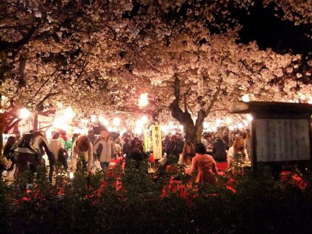 cheery blossom viewing party Maruyama park 