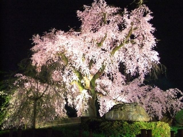 Maruyama park cherry tree