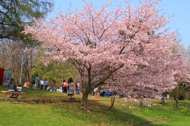 Maruyama park cherry blossom 