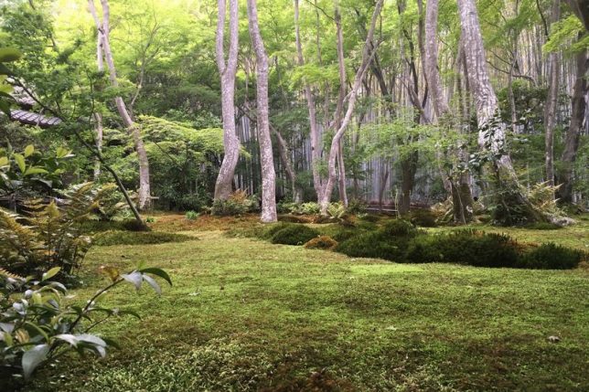 gio-ji mossy garden