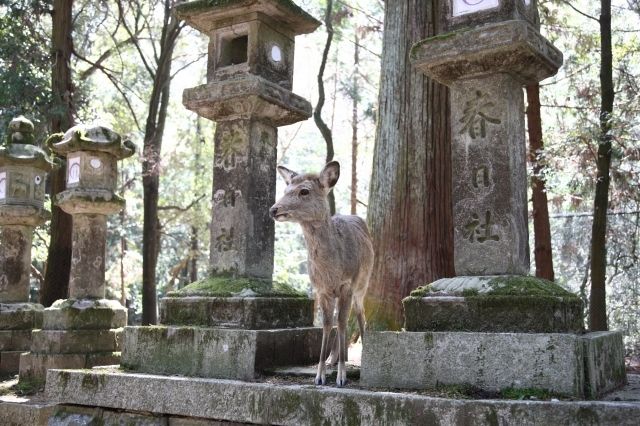 kasuga-taisha deer