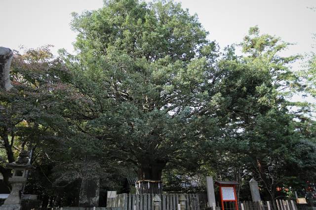 hayatama taisha conifer tree