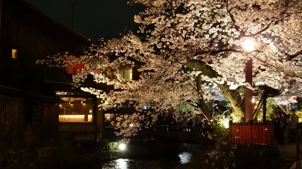 shirakawa cherry lit up