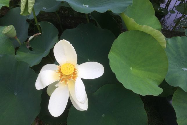 mimuroto-ji lotus