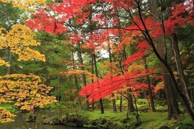 saiho-ji autumn