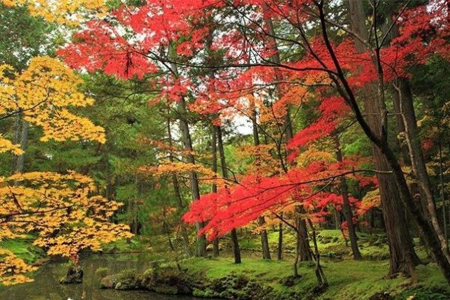 saiho-ji autumn