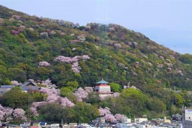 Kimii-dera Temple blossom