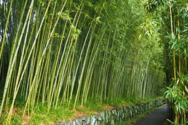 rakusei bamboo park