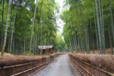 rakusei bamboo path