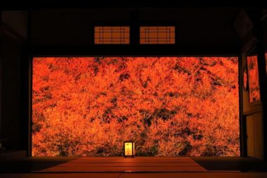 ankoku-ji autumn lit up