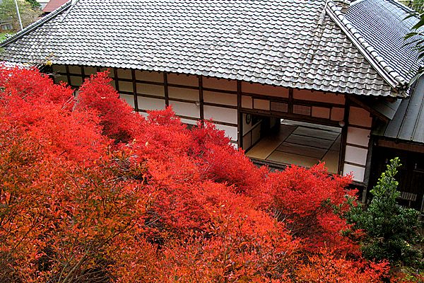 ankoku-ji autumn