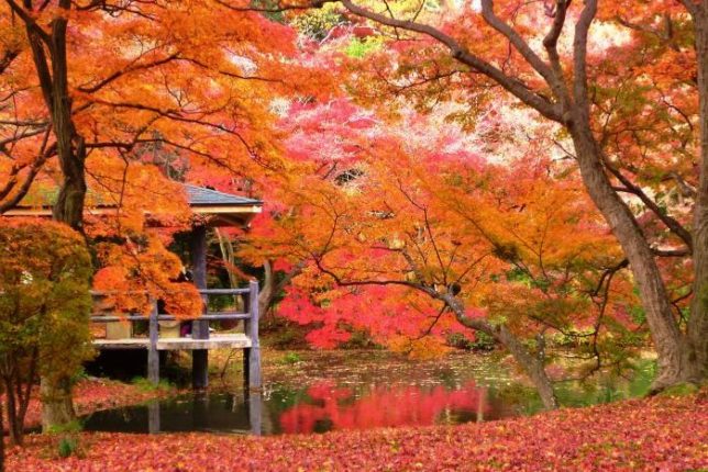 kyoto botanical garden autumn
