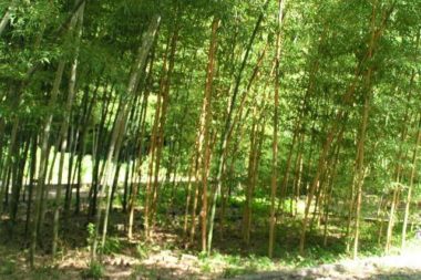 kyoto botanic garden bamboo