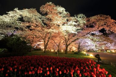 kyoto botanic garden sakura