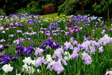 kyoto botanic garden iris