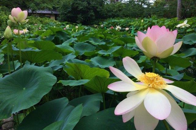 kyoto botanic garden lotus