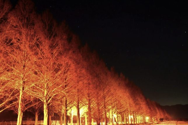 metasequoia night view