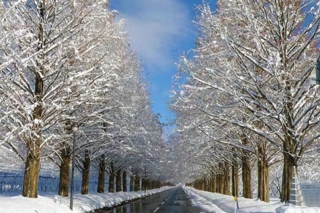 metasequoia winter