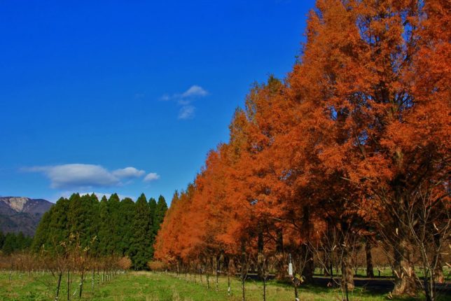 metasequoia takashima