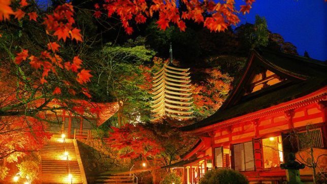 tanzan jinja lit up