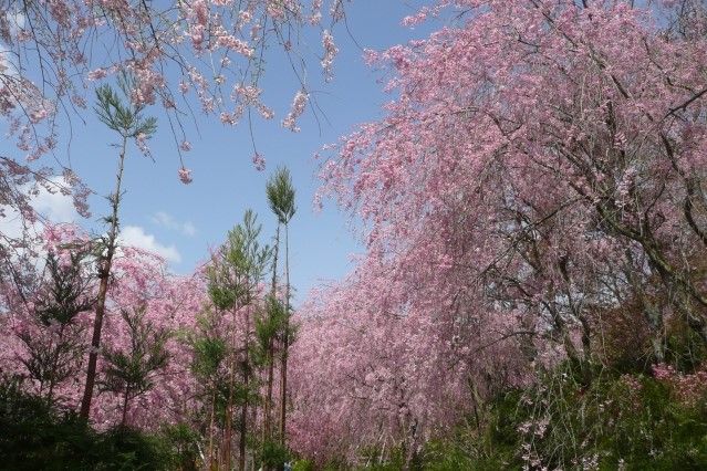 haradani-en sakura