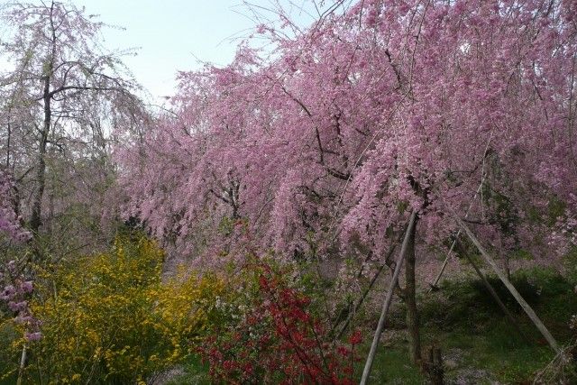 haradani-en sakura