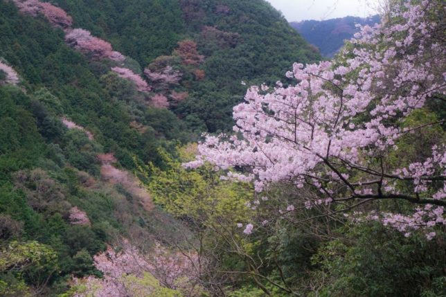 inunakisan sakura