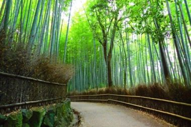 arashiyama bamboo