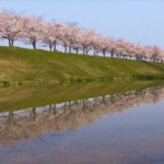 ono cherry blossom viewing corridor