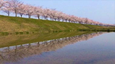 ono cherry blossom viewing corridor