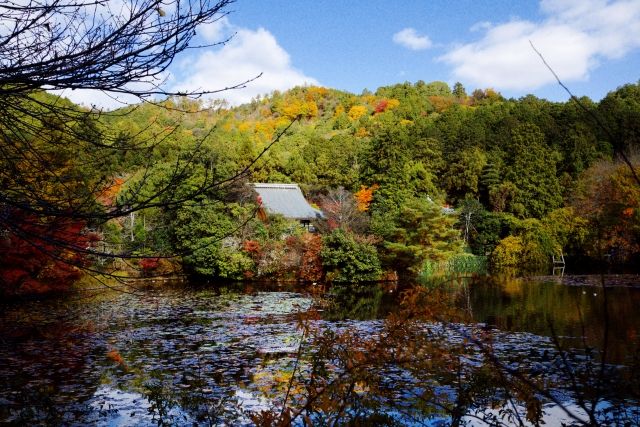 ryoan-ji pond