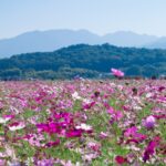 cosmos fujiwara palace